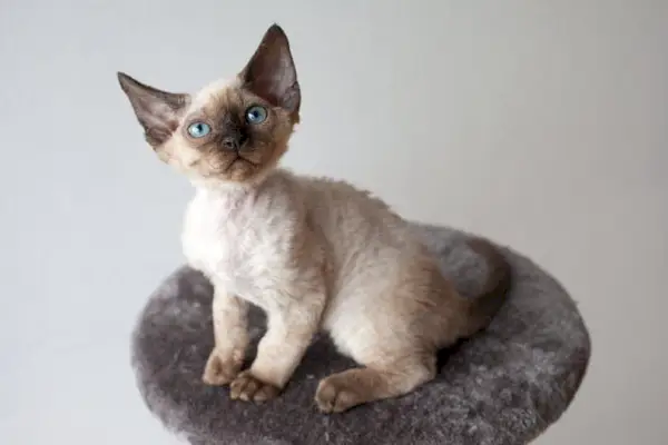 bir kedi ağacında devon rex kedi yavrusu