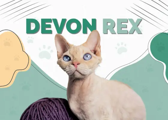 Devon Rex Kedi Cinsi: Bilgi, Resimler, Bakım, Özellikler ve Gerçekler