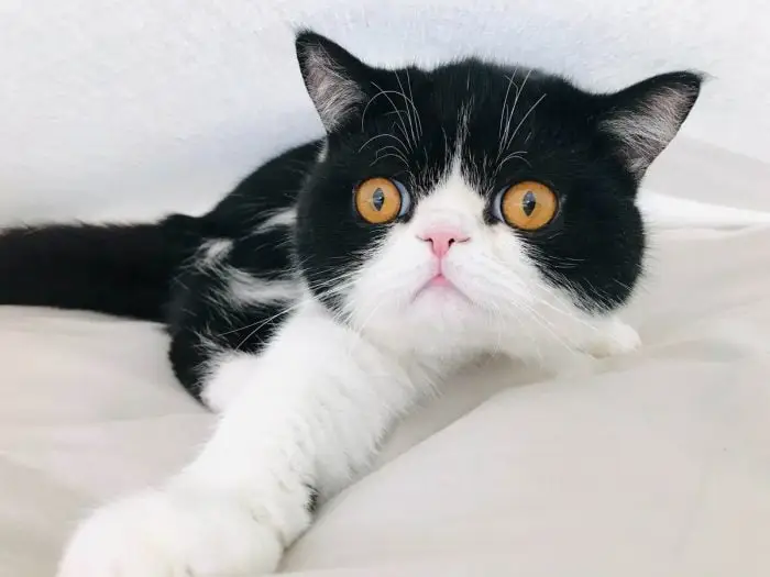 Tuxedo exotic cat