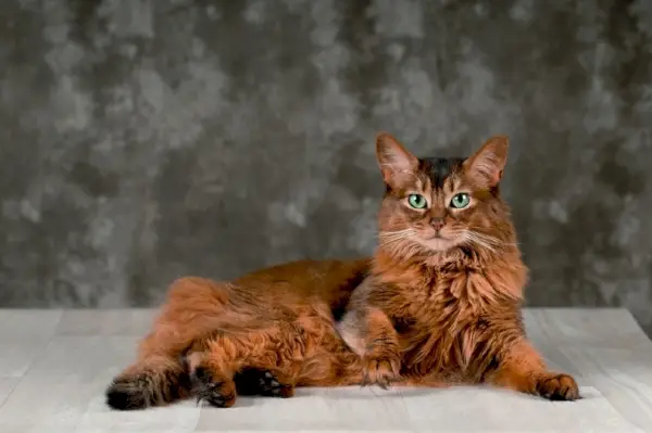 un retrato de un gato somalí rubicundo