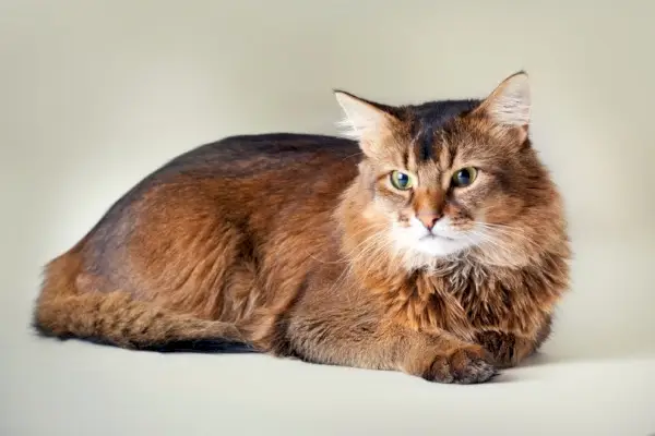 un gato somalí rubicundo