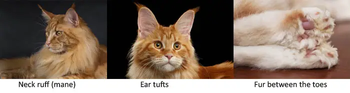 How are Maine Coons different?