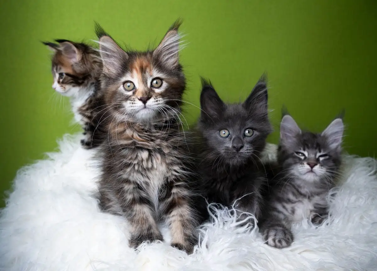 Litter of Maine Coon kittens