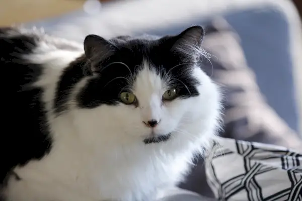 Un gatto Ragamuffin bianco e nero sdraiato sul divano di casa.