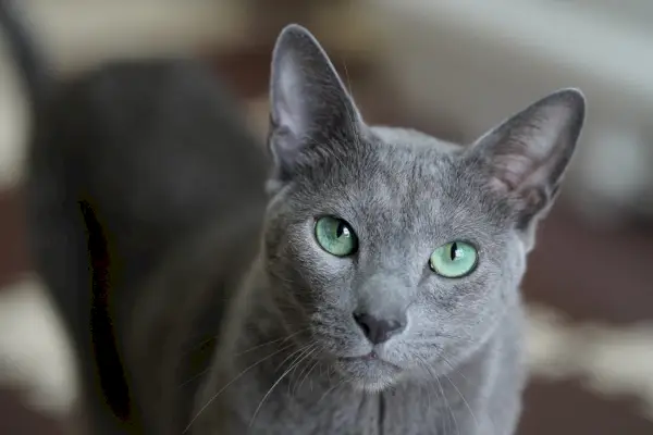 ロシアン ブルー猫のかわいい動物ペット。