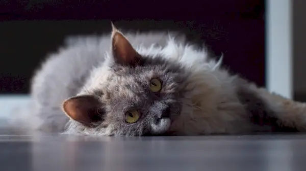 Gato Selkirk Rex blanco torti azul sobre suelo gris.