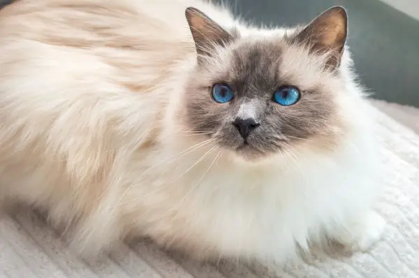 Gatto sacro della Birmania. Gatto birmano con gli occhi azzurri.