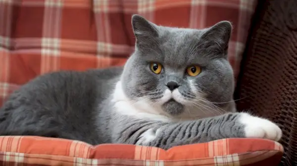 枕の上のブリティッシュショートヘアの猫。