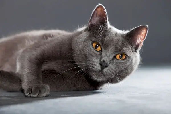 Gatto grigio Chartreux con occhi gialli arancioni isolati su sfondo grigio.