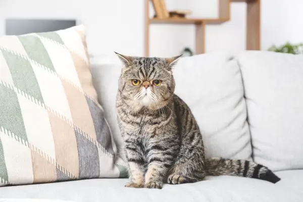 自宅のソファにいるかわいいエキゾチックショートヘアの猫