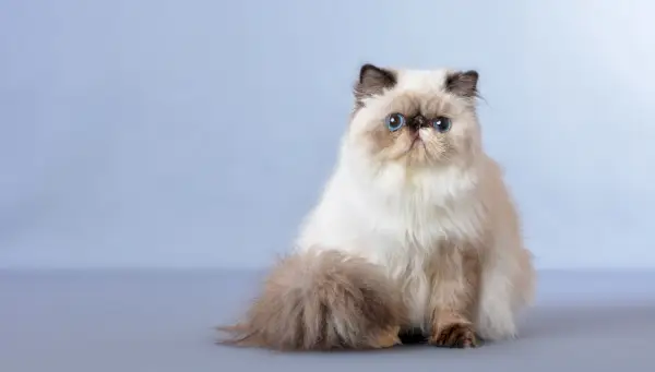 El gato persa del Himalaya, también conocido como persa de pelo largo, es una raza de gato de pelo largo que se caracteriza por una cara redonda y un hocico corto.