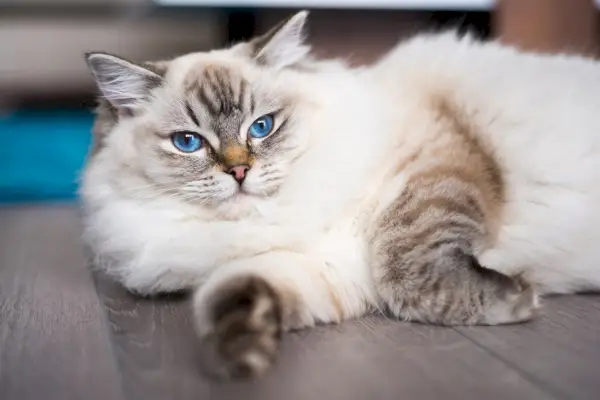 Gato Ragdoll tirado en el suelo de madera.