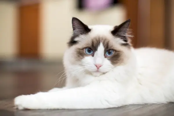 Bellissimo giovane gatto Ragdoll di razza bianca con gli occhi azzurri