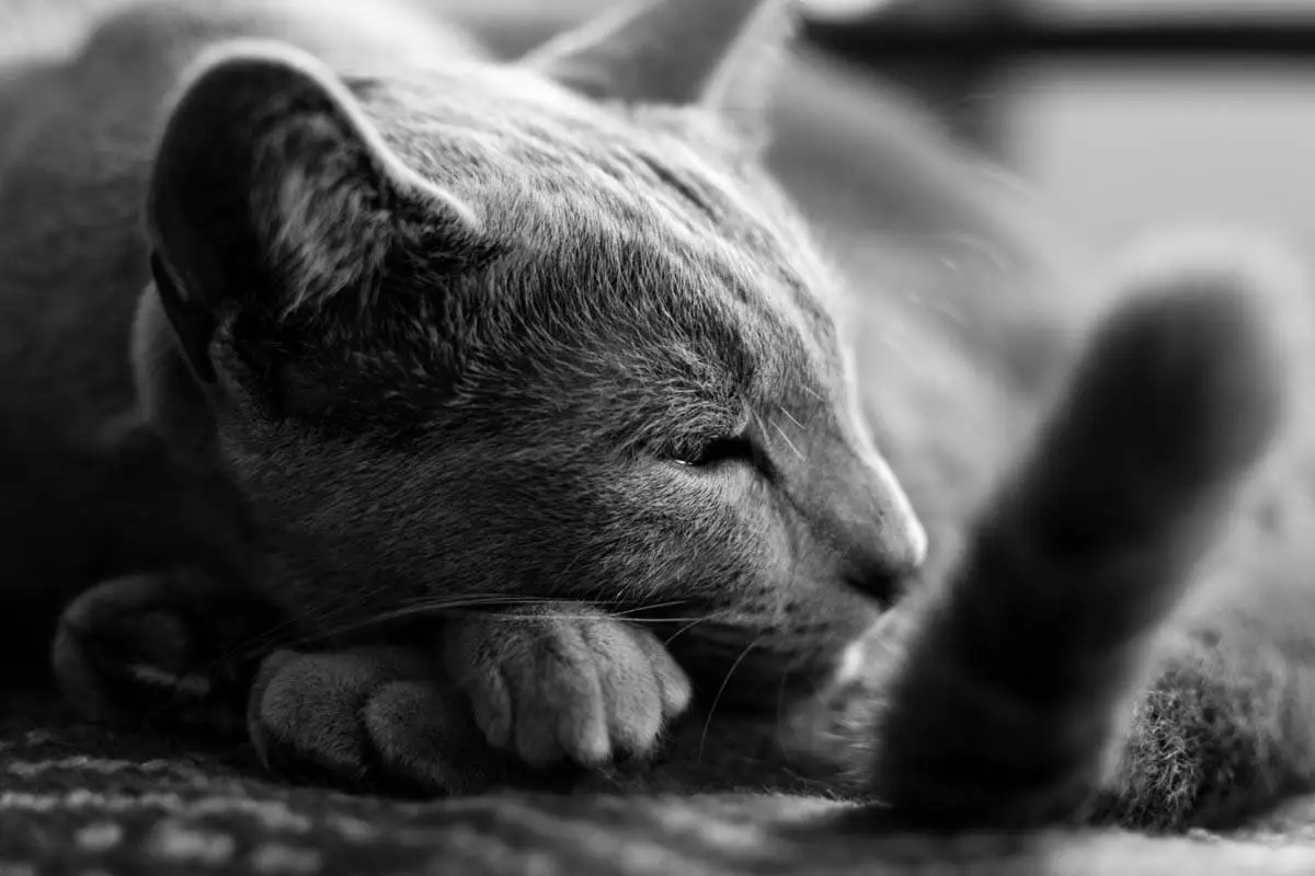 Russian blue