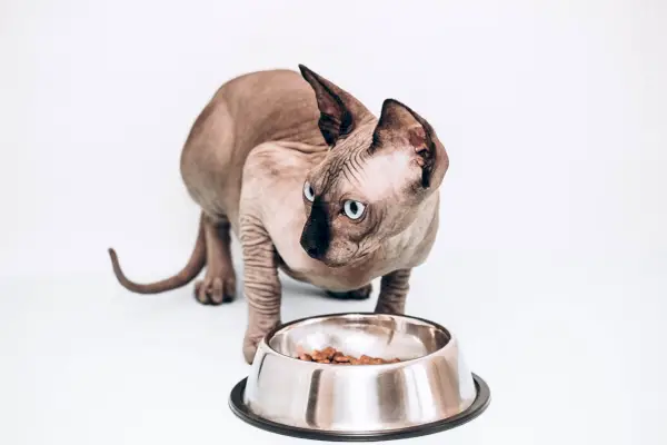 Sphynx canadien en train de manger