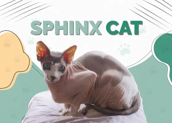 Chat Sphynx (sans poils)