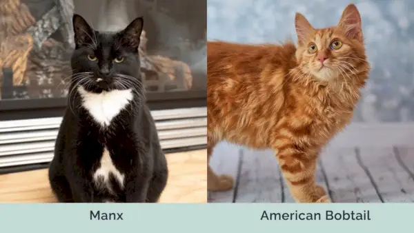 Manx vs American Bobtail sida vid sida