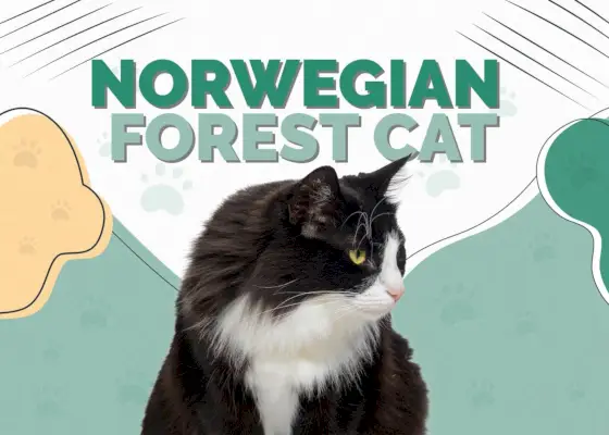 Norwegische Waldkatze