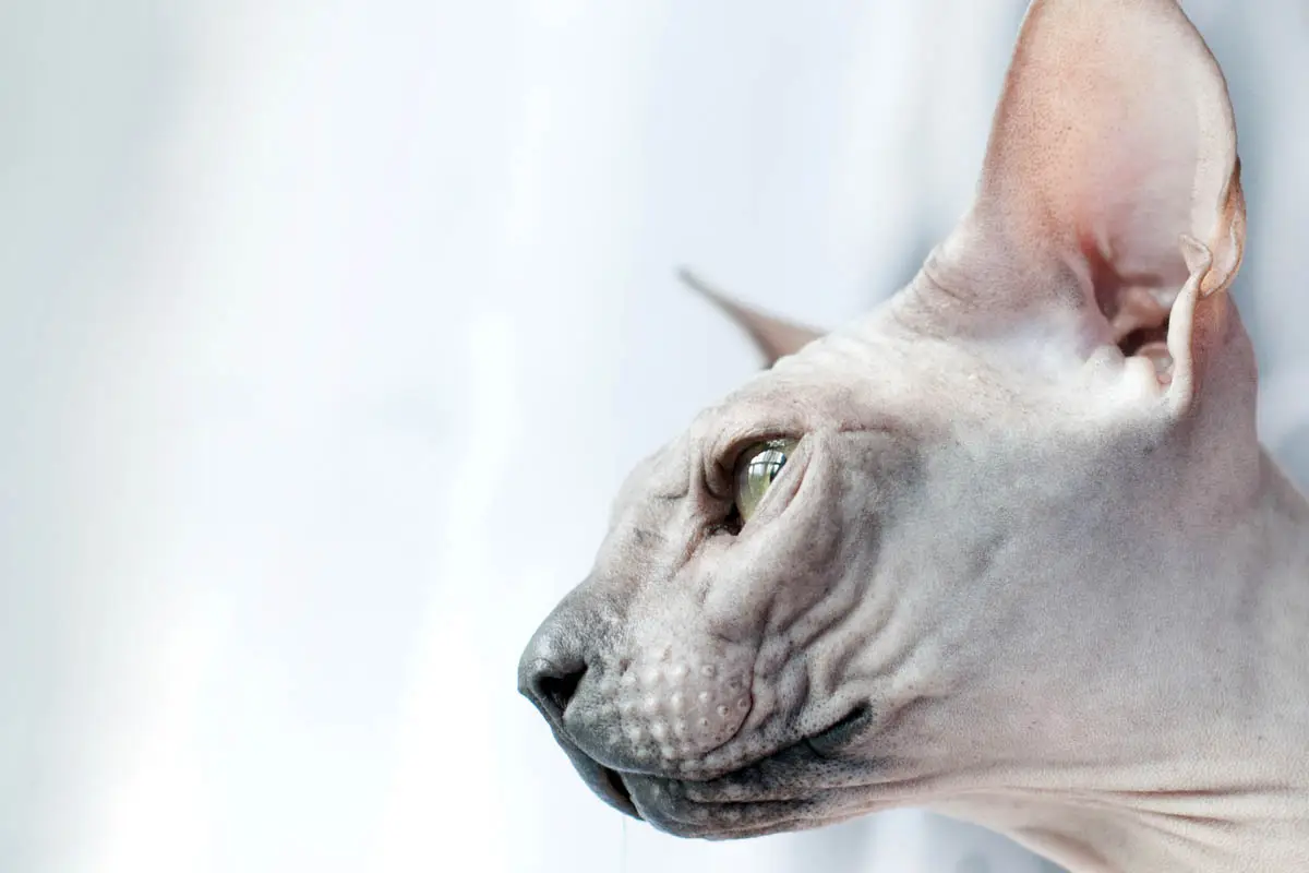 Sphynx cat