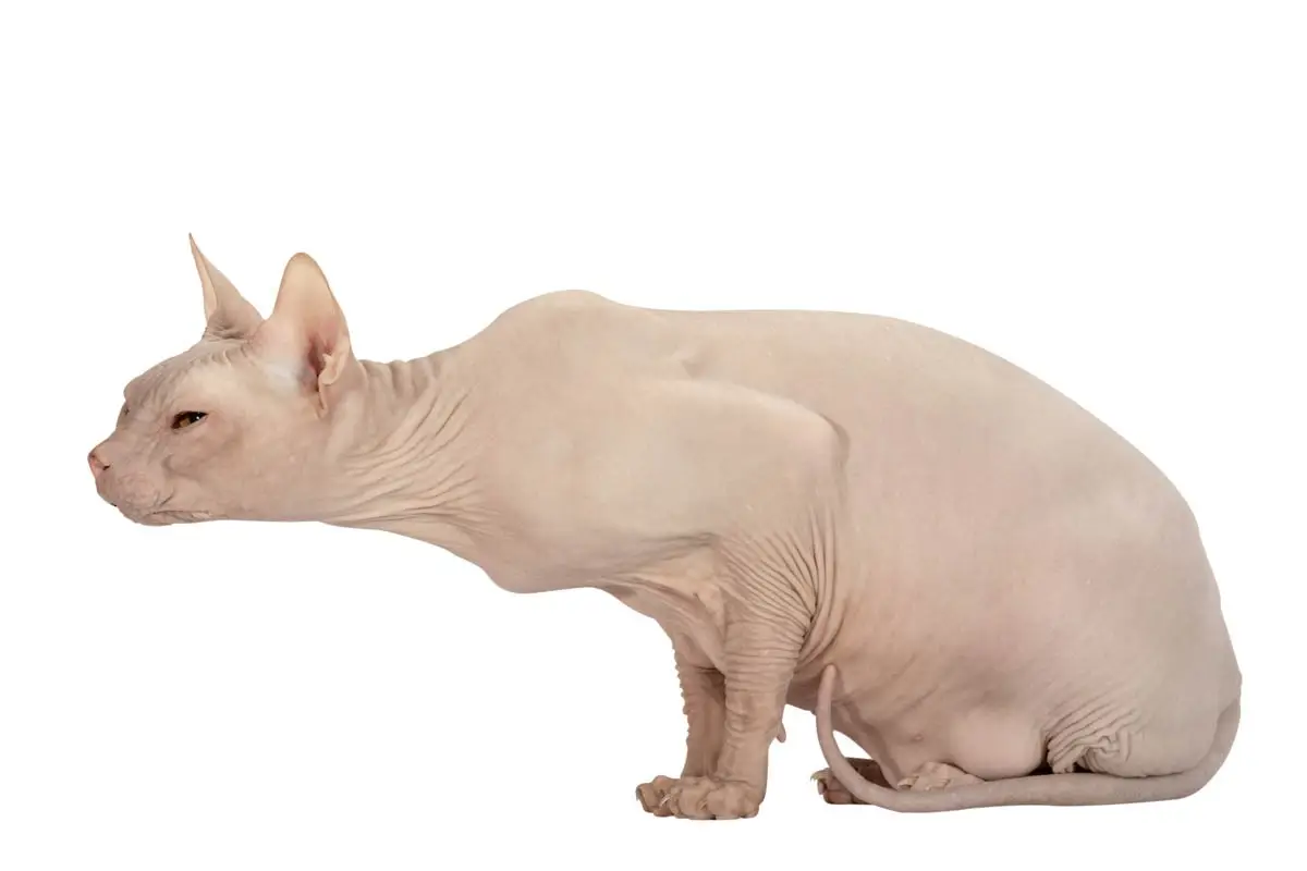 Don Sphynx
