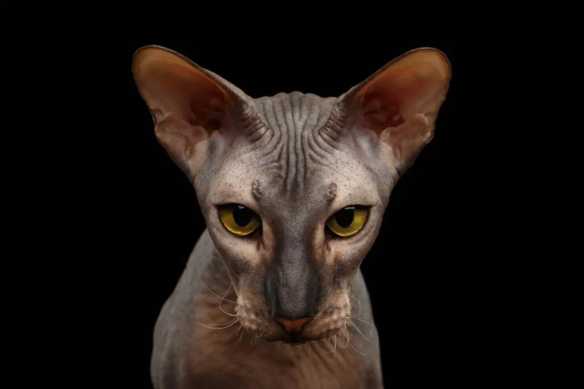 Peterbald