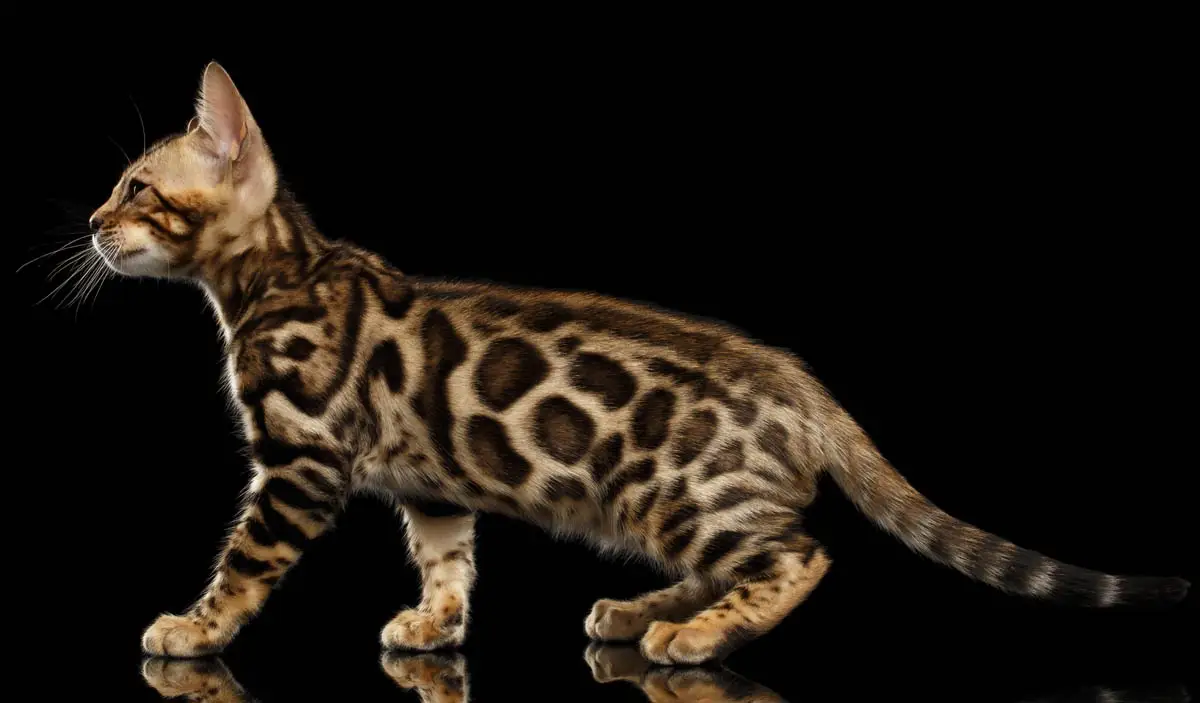Bengal cat