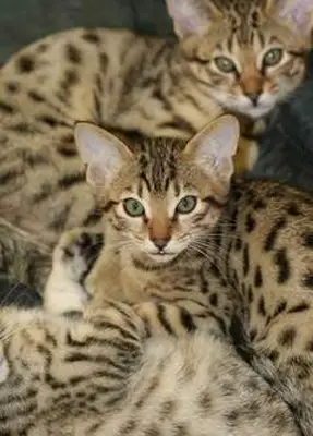 Cheetoh cat