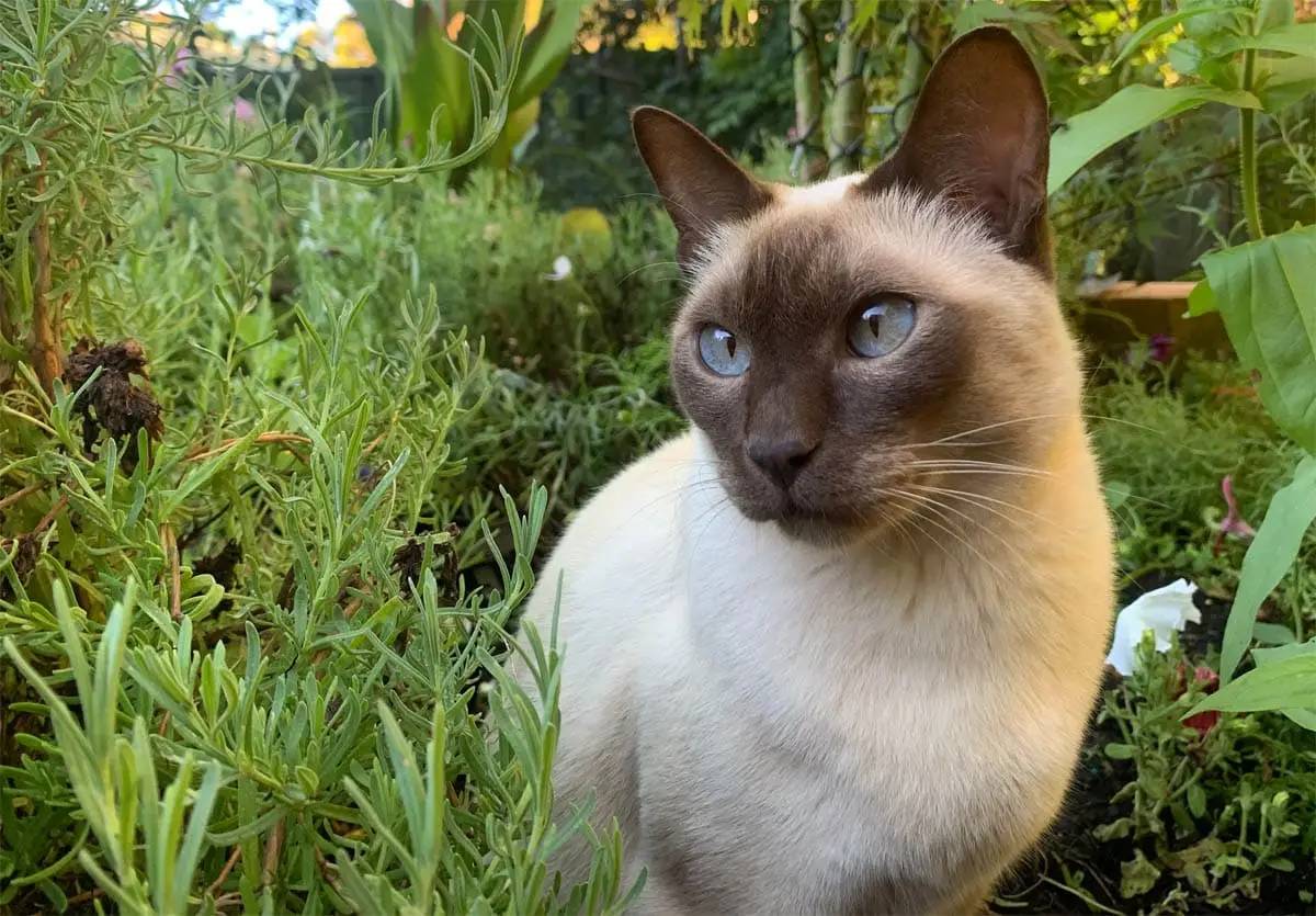 Tonkinese cat