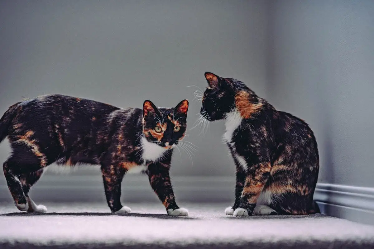 Two tortie and white domestic shorthairs