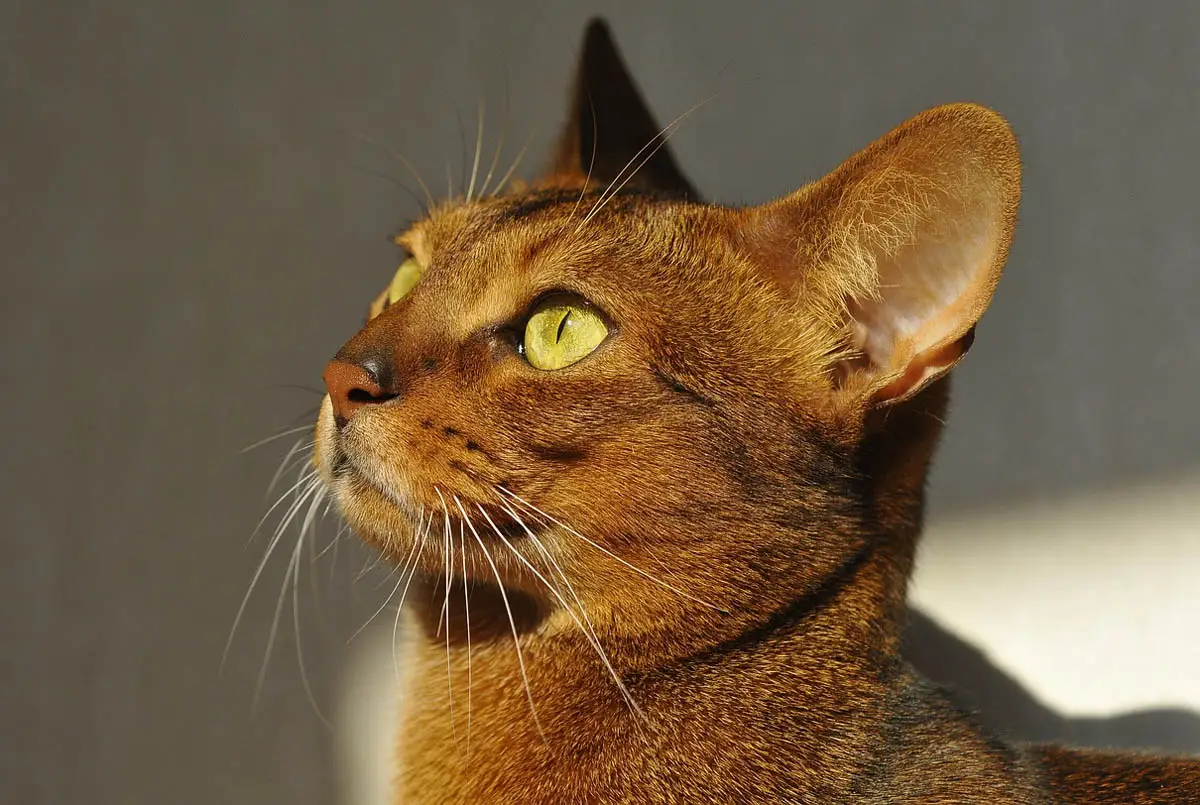 Abyssinian cat