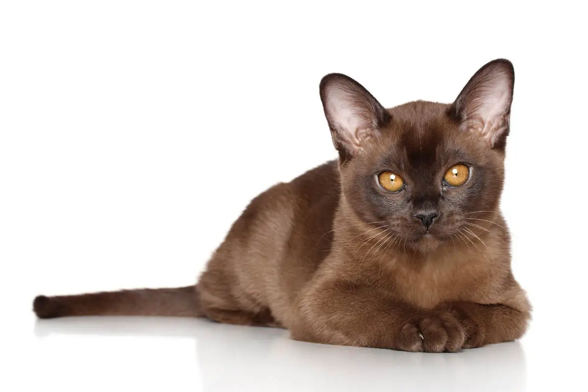 Sable Burmese kitten