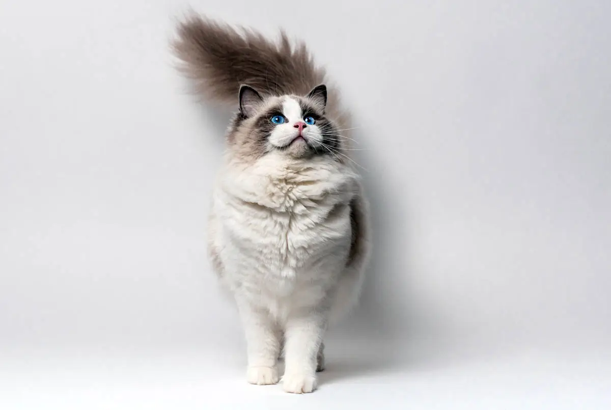 Ragdoll cat