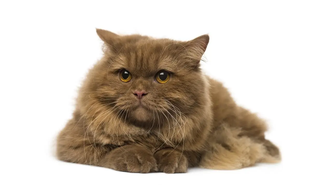 British Longhair