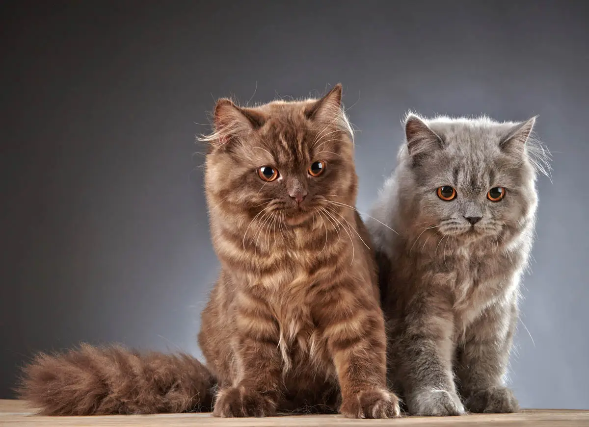 Two British Longhairs