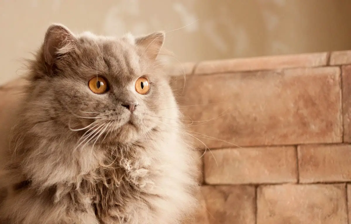 Lilac British Longhair