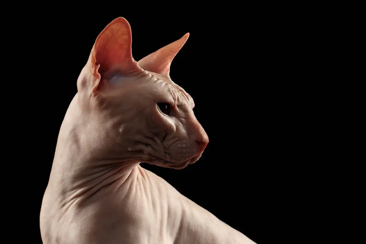 White sphynx cat