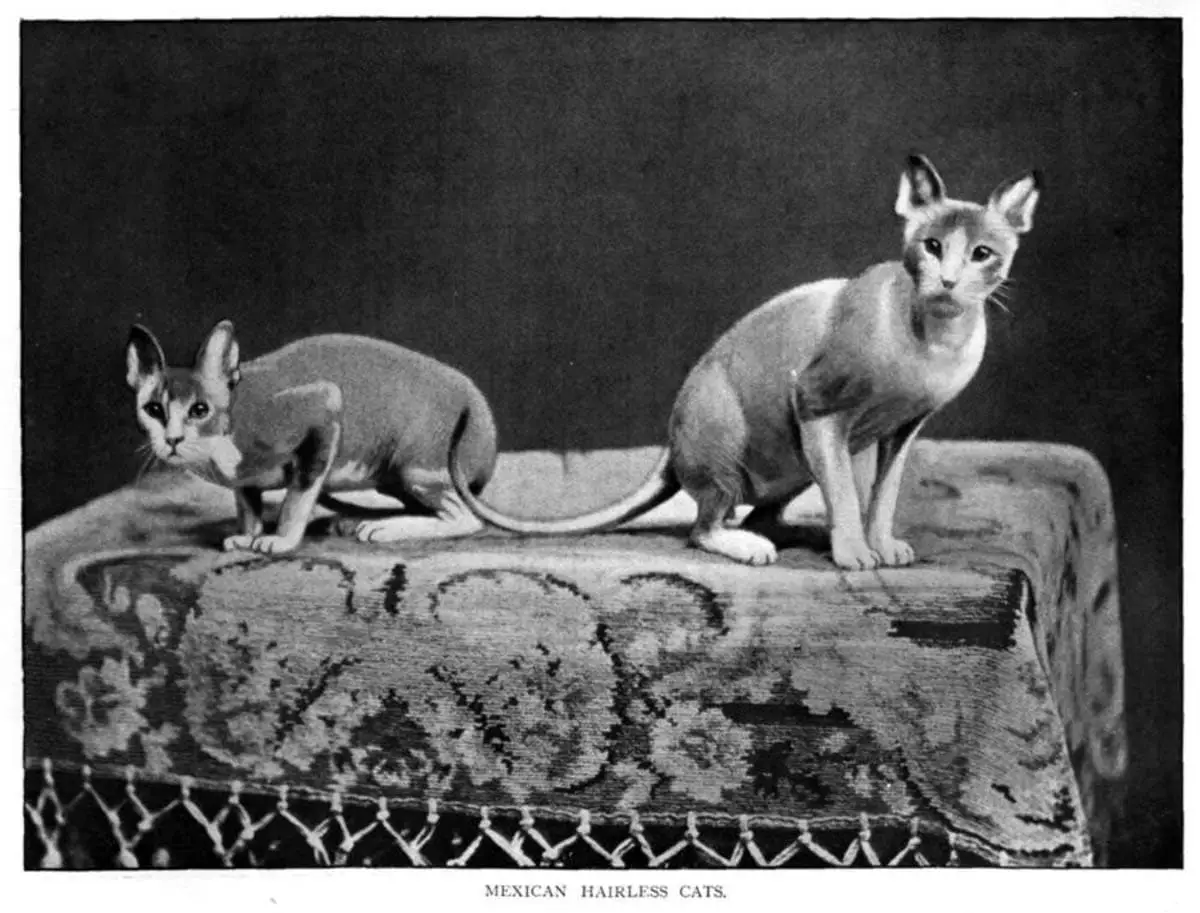 Mexican hairless cats