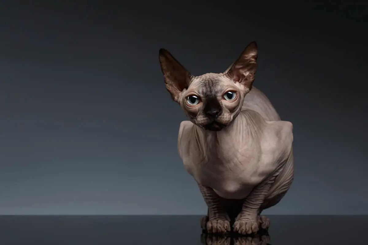 Sphynx cat