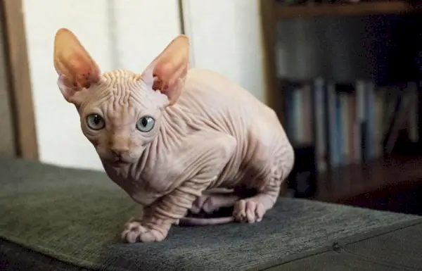 Sphynx kat op zoek