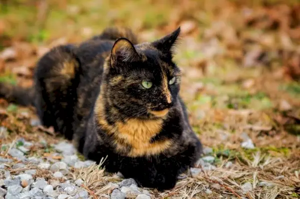 En skilpaddekatt som viser frem sitt unike pelsmønster preget av en blanding av forskjellige farger.