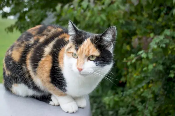 Eine Kalikokatze, die ihr ausgeprägtes Fellmuster mit einer Kombination aus weißen, schwarzen und orangefarbenen Fellflecken zeigt.