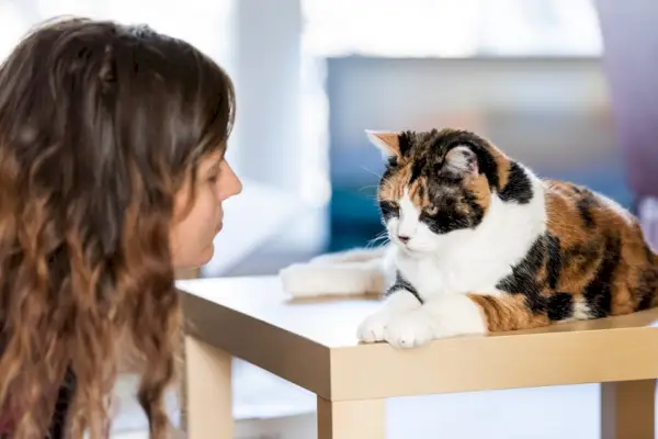 Un gato sentado junto a un reloj, enfatizando la importancia de pasar tiempo con tu compañero felino.