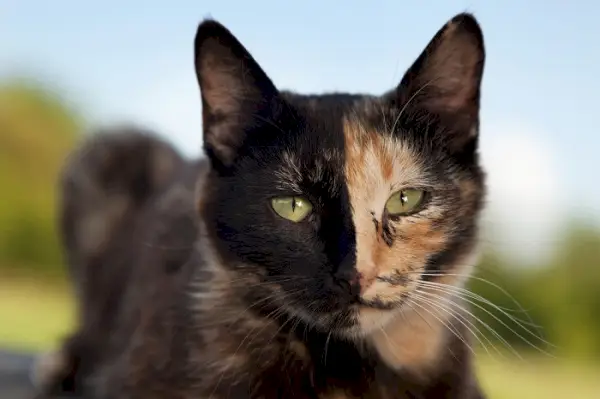 Gatos de carey, que muestran un patrón de pelaje único caracterizado por una mezcla de varios colores.