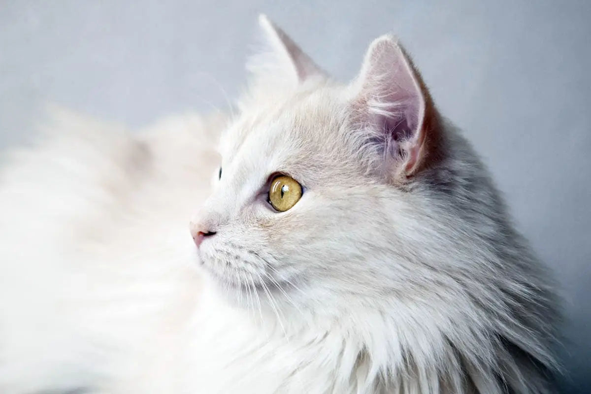 Angora török ​​fajának képe