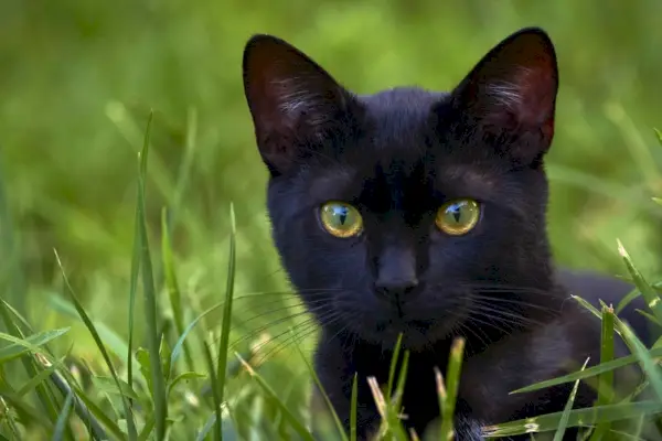 schwarze Bombay-Katze