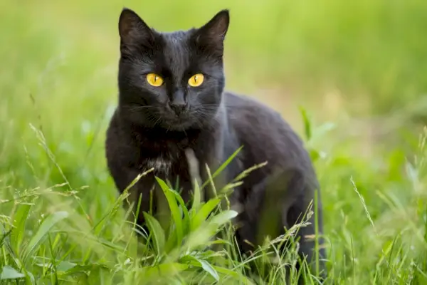 Bombay-Katze sitzt auf Gras im Freien