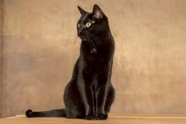 Bombay-Katze sitzt auf braunem Hintergrund