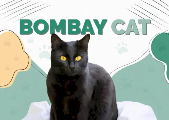 Bombay-Katze