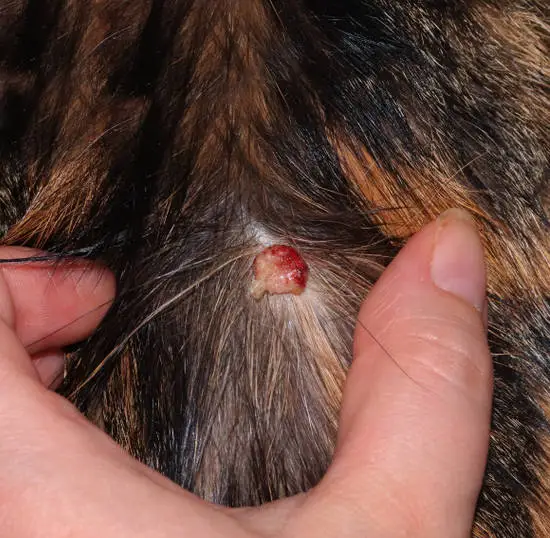 growth that looks like a tumor