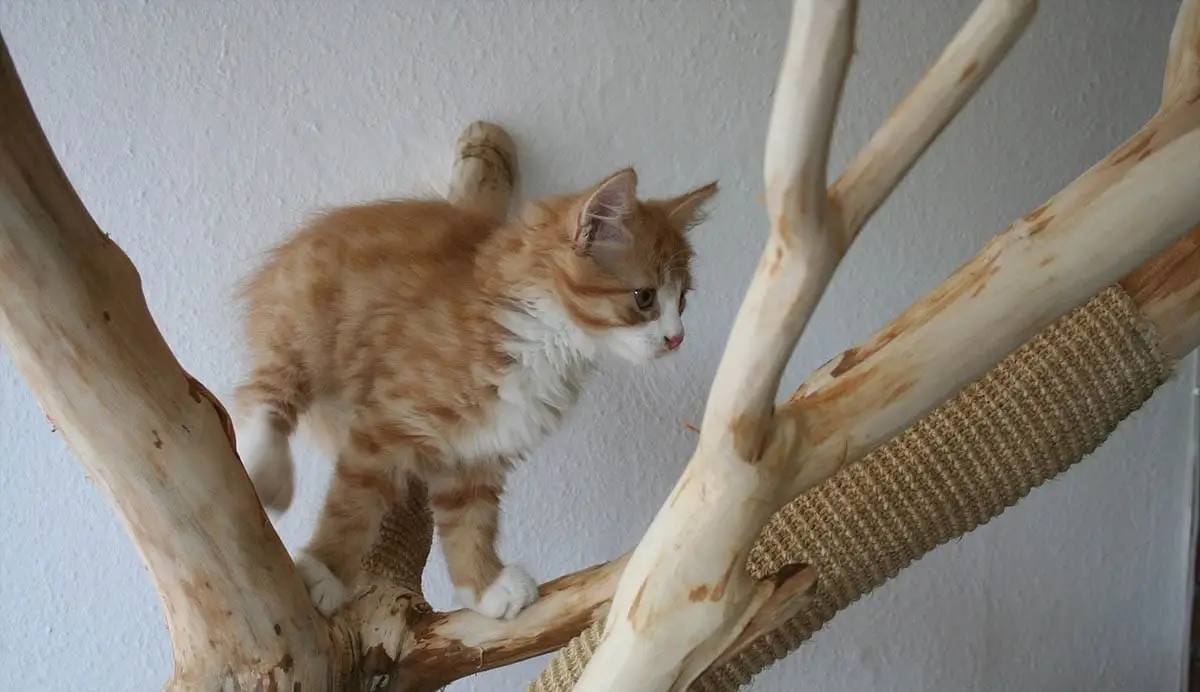 Kitten climbing an indoor tree